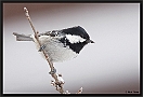 Zwarte Mees, Coal Tit, Periparus ater Location: Ellmau, Austria zwarte mees MG 5334 kopie